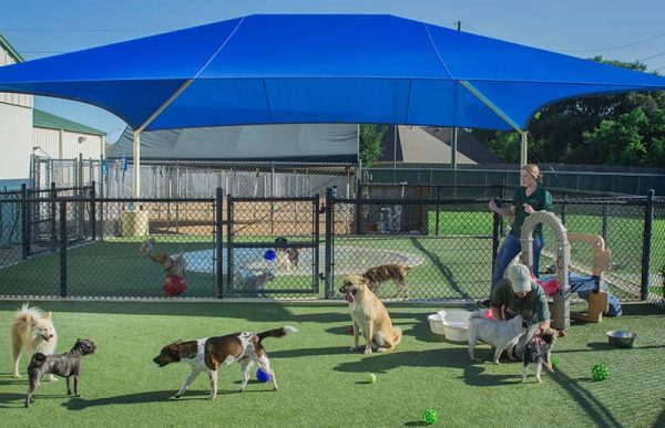 Dogs and staff under canopy
