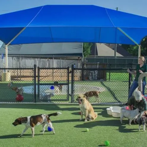 Dogs and staff under canopy