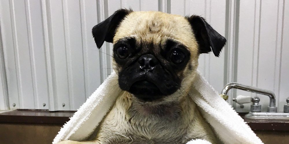 Advantage Pet Center Grooming