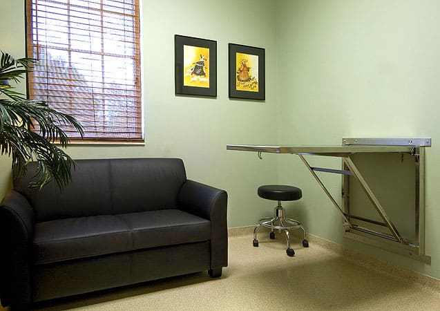 Braden River Animal Hospital Examination