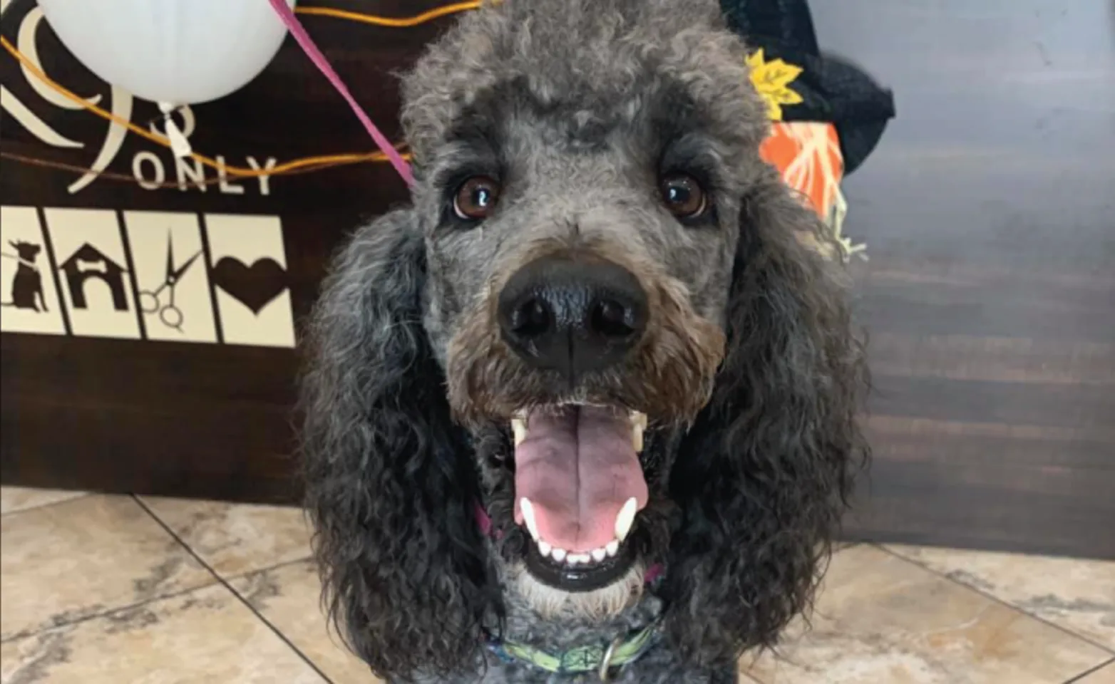 Dog smiling after grooming at K9s Only