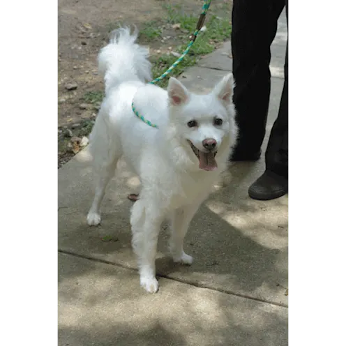 white dog being walked white dog being walked