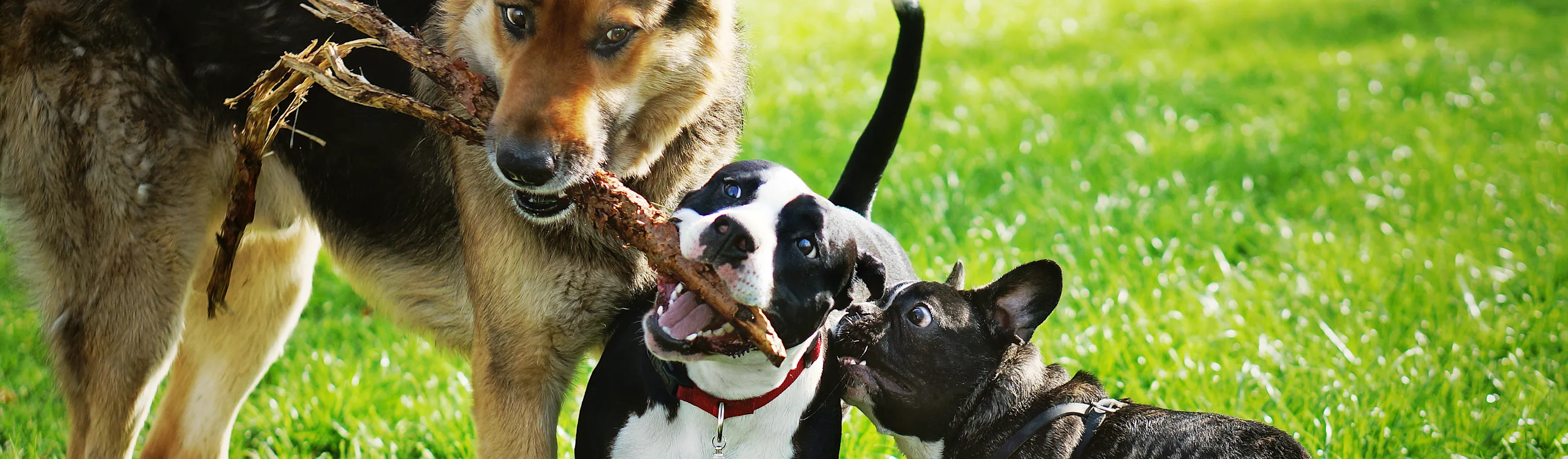 Dogs playing with a stick