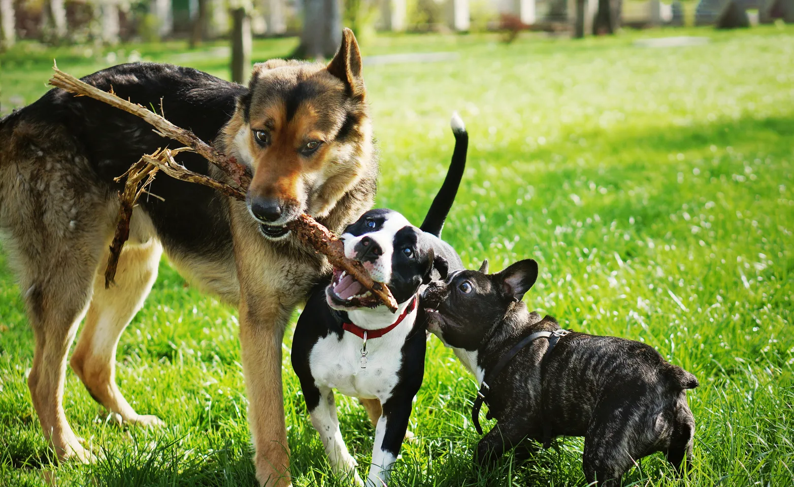 Dogs playing with a stick