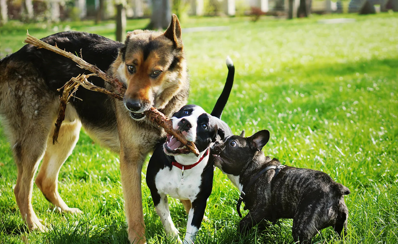 Dogs playing with a stick Dogs playing with a stick