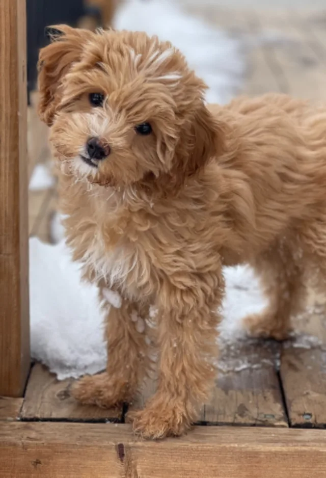 Willow (Dog) Willow (Dog)