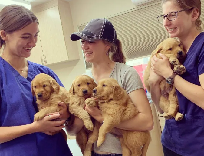 Staff at Clover Valley holding golden puppies.