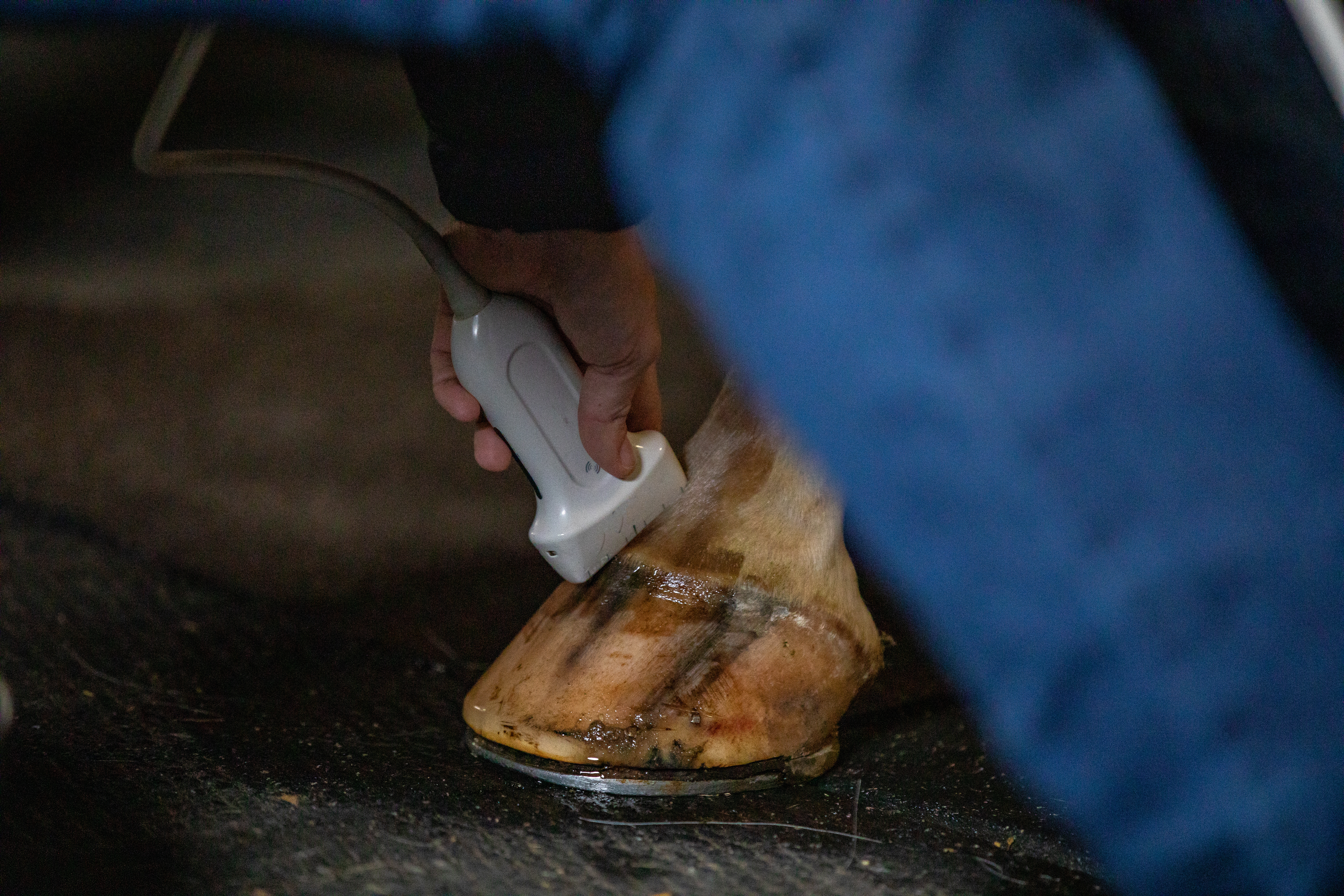 vet doing diagnostic on horse feet