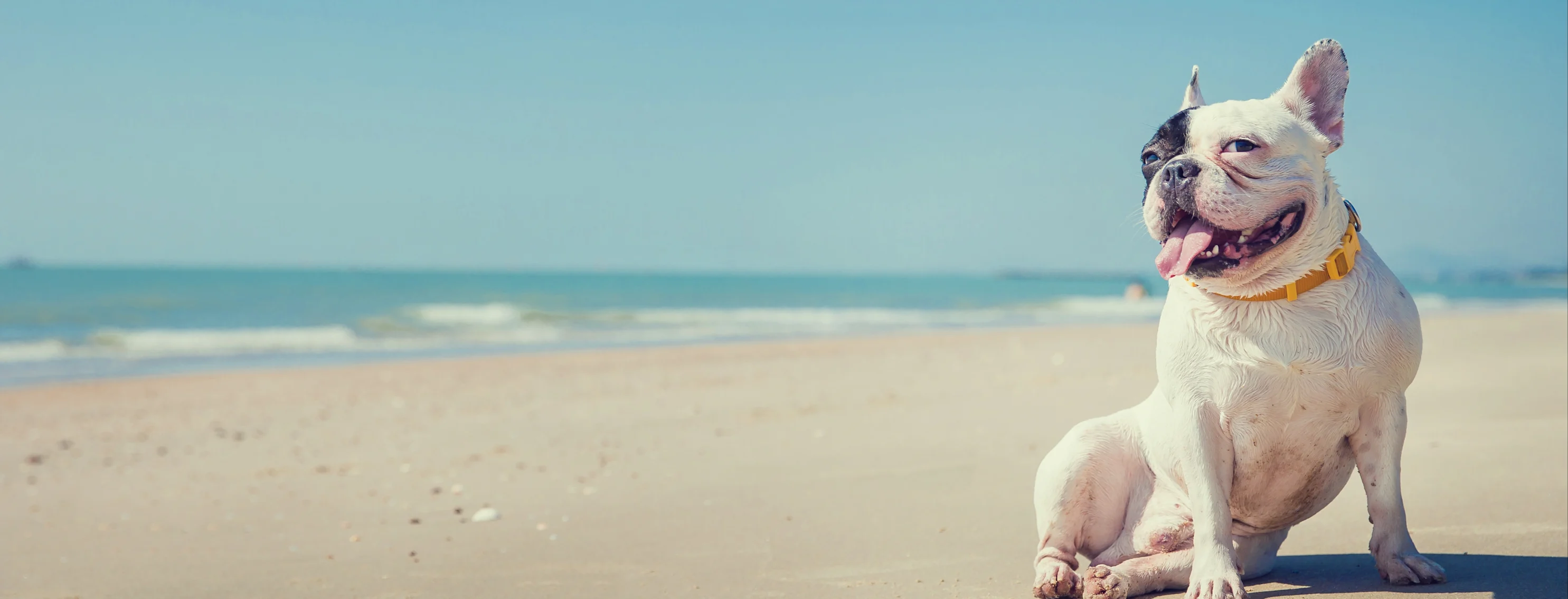 Pitbull at beach sitting 