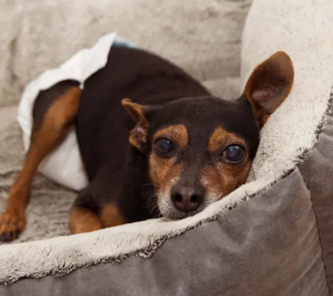 Small brown dog with a diaper laying on a gray dog bed Small brown dog with a diaper laying on a gray dog bed