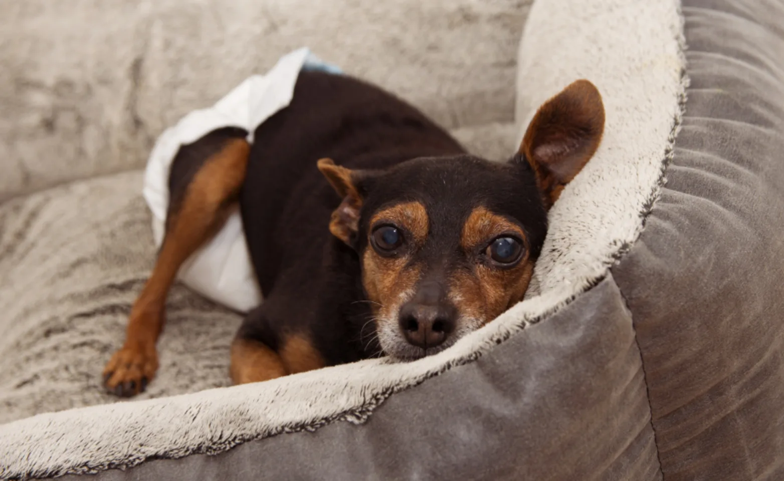 Small brown dog with a diaper laying on a gray dog bed Small brown dog with a diaper laying on a gray dog bed