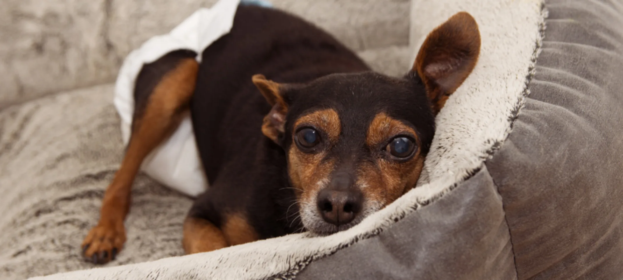 Small brown dog with a diaper laying on a gray dog bed Small brown dog with a diaper laying on a gray dog bed