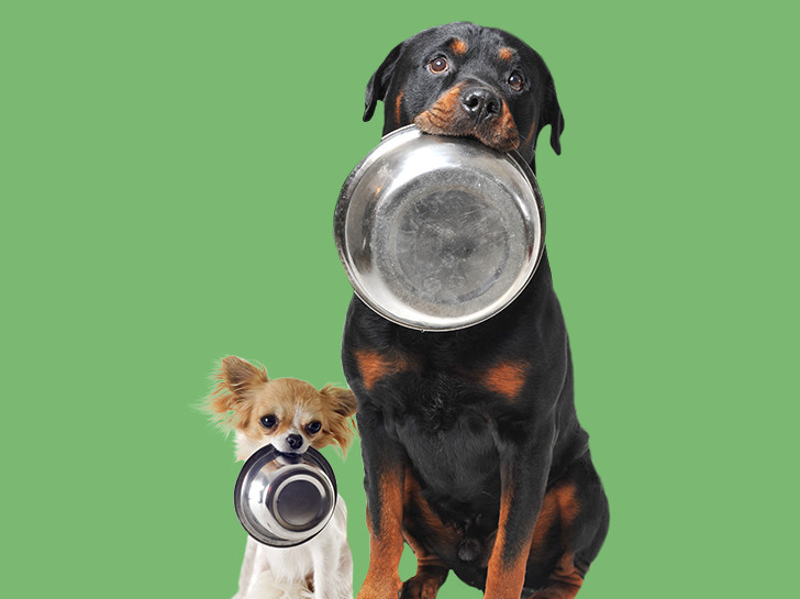 dogs with bowls in mouth on green background