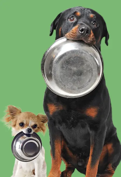 dogs with bowls in mouth on green background