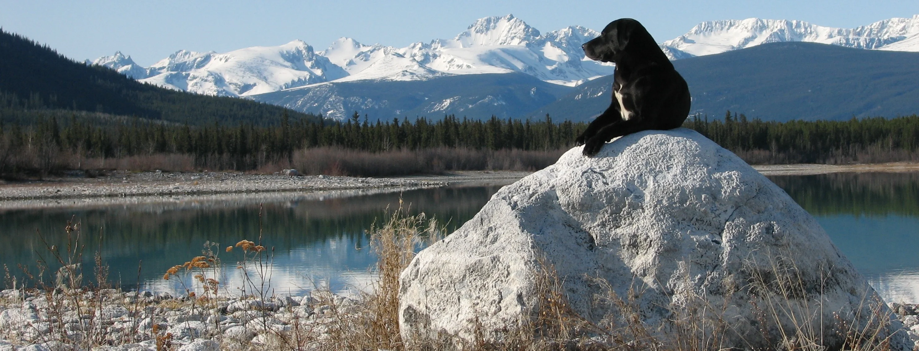 Dog on a rock in front of a lake and mountains Dog on a rock in front of a lake and mountains