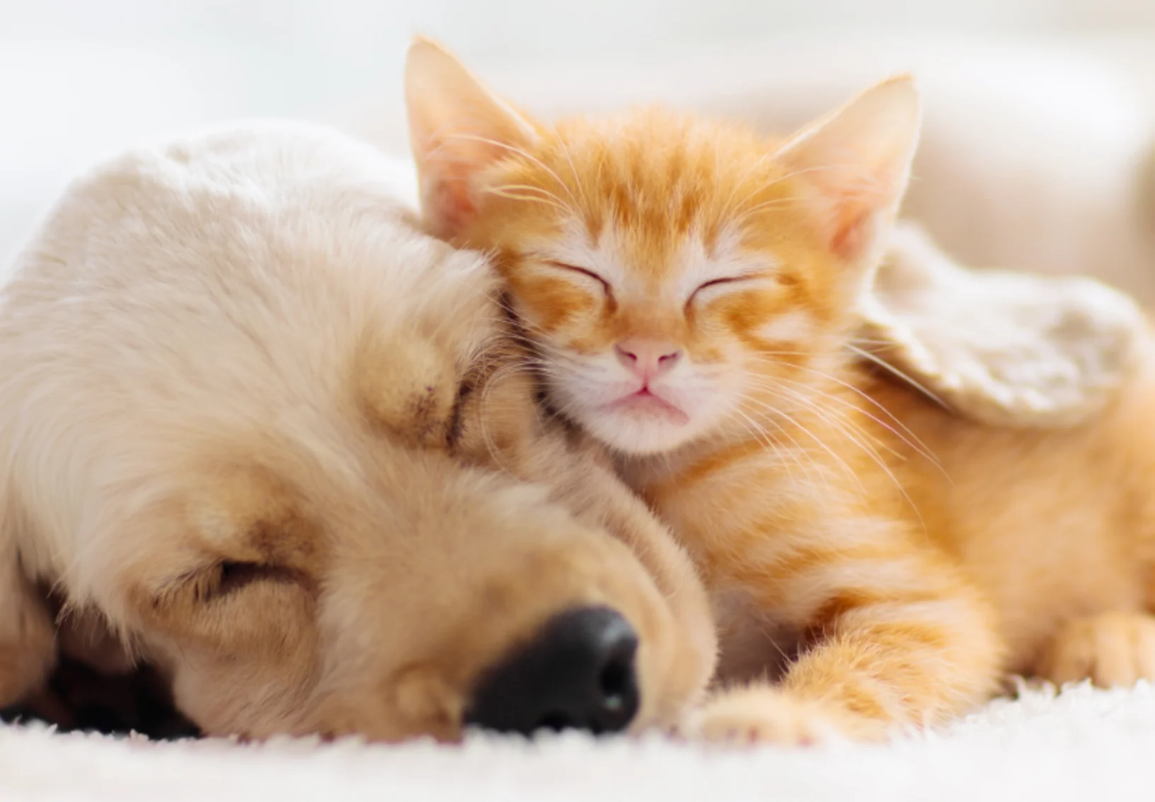 Dog & Cat Sleeping Together Dog & Cat Sleeping Together