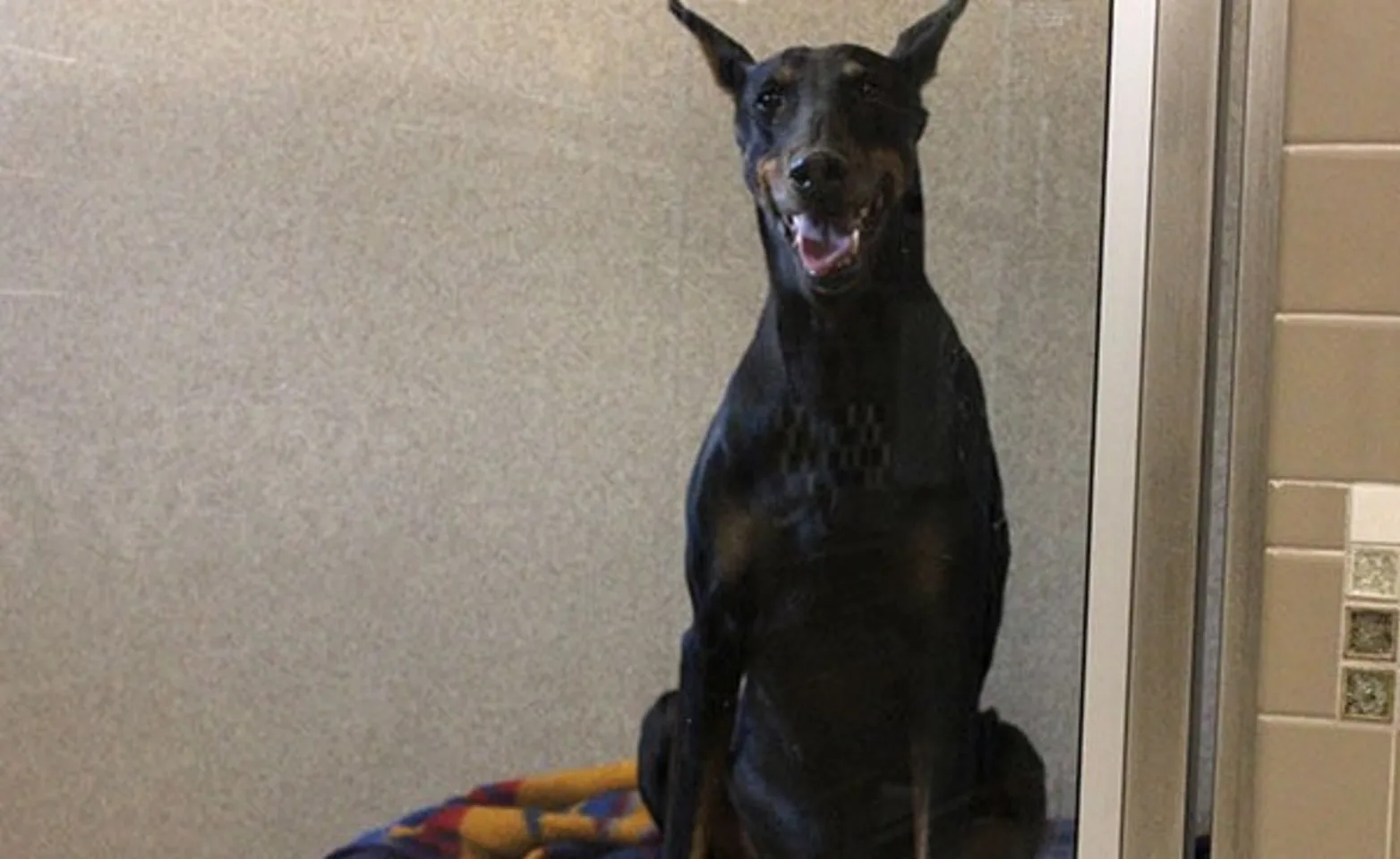 A dog at an overnight stay at Conejo Valley Veterinary Hospital