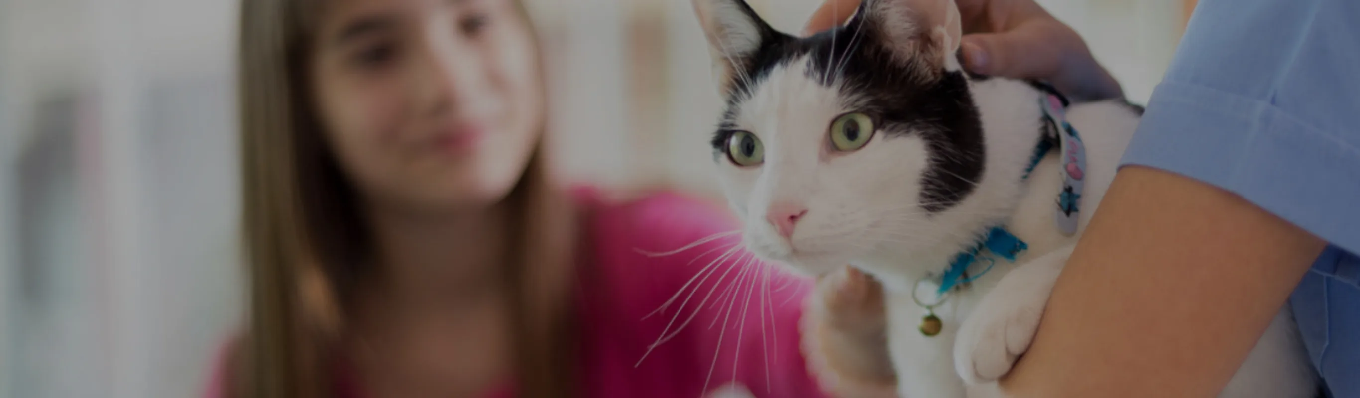 Black and white cat being held by veterinarian and pet by girl in pink shirt Black and white cat being held by veterinarian and pet by girl in pink shirt