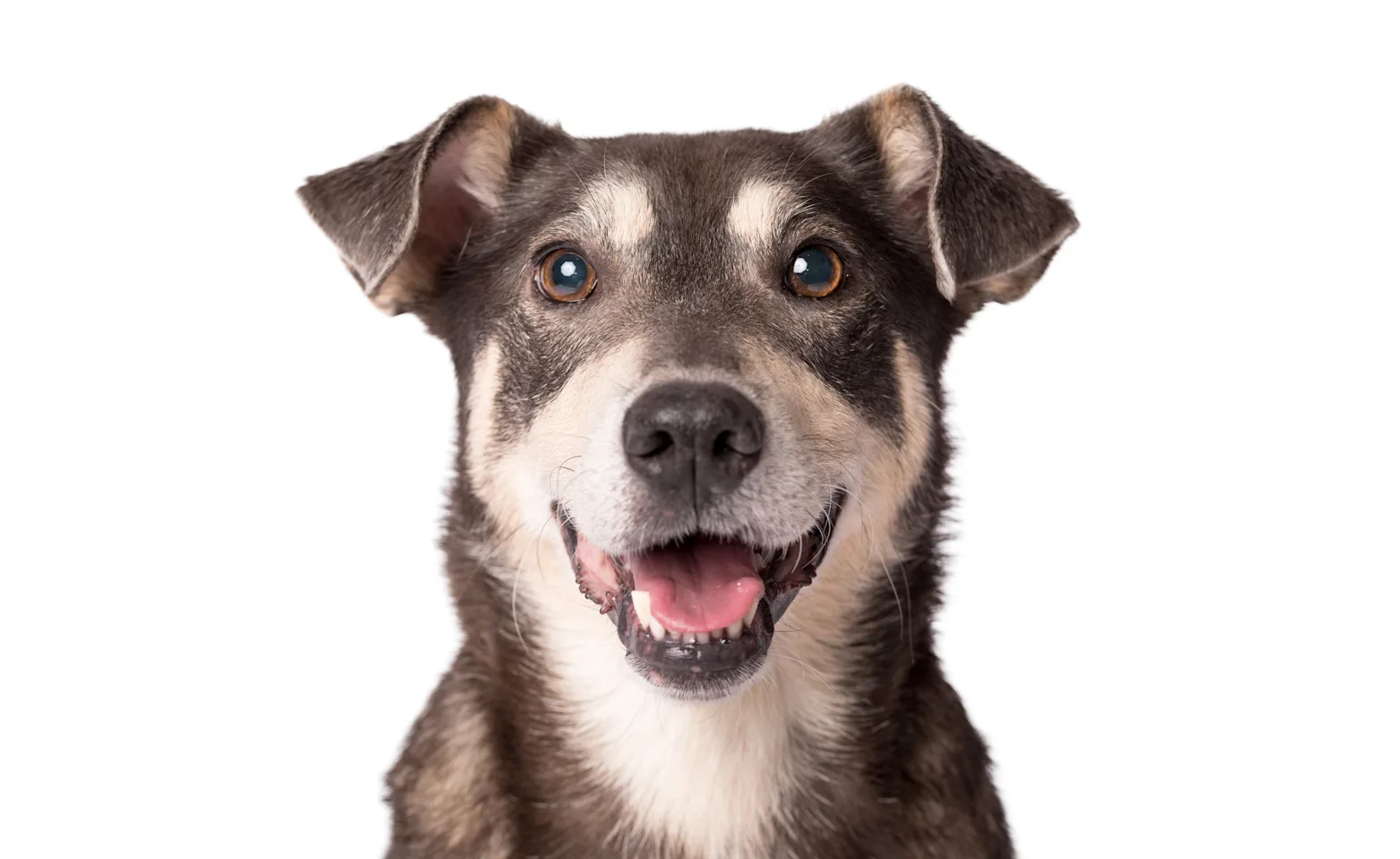 dog smiling with white background dog smiling with white background