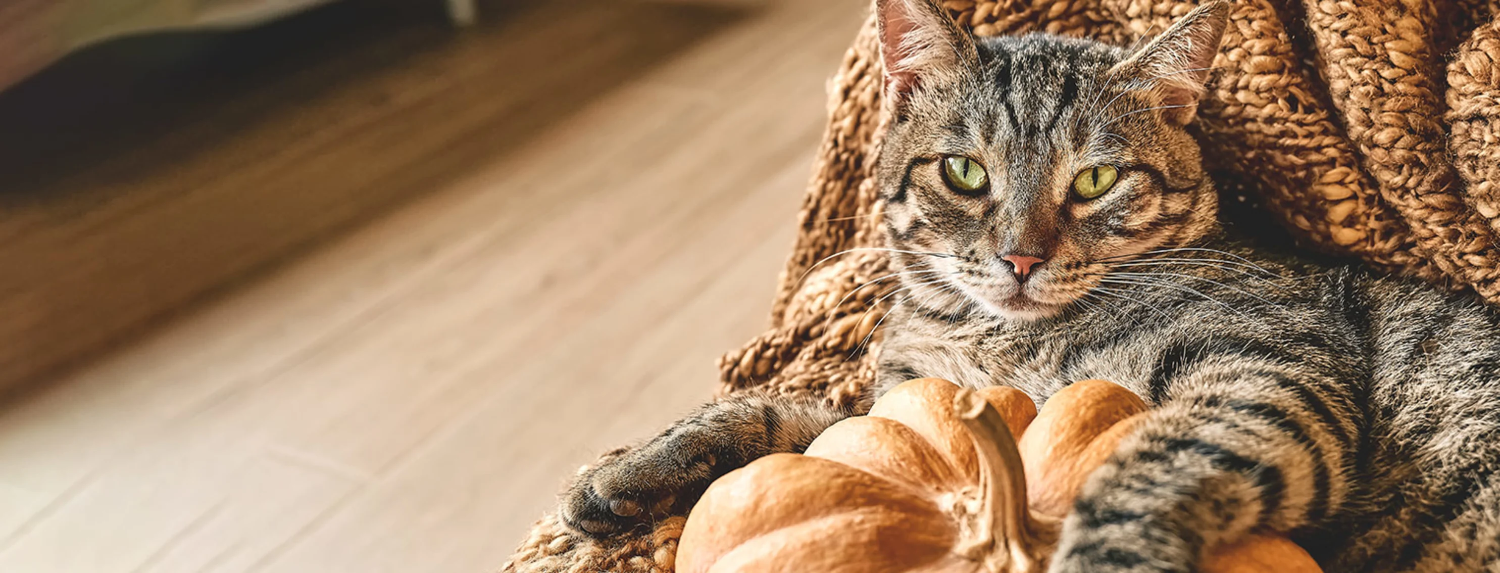 Striped black and brown cat laying in a chair holding a pumpkin Striped black and brown cat laying in a chair holding a pumpkin