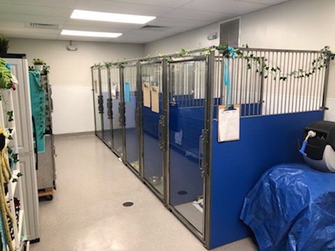 Kennels at Vero Beach Veterinary Hospital