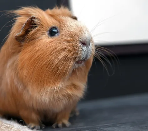 Guinea Pig sitting inside