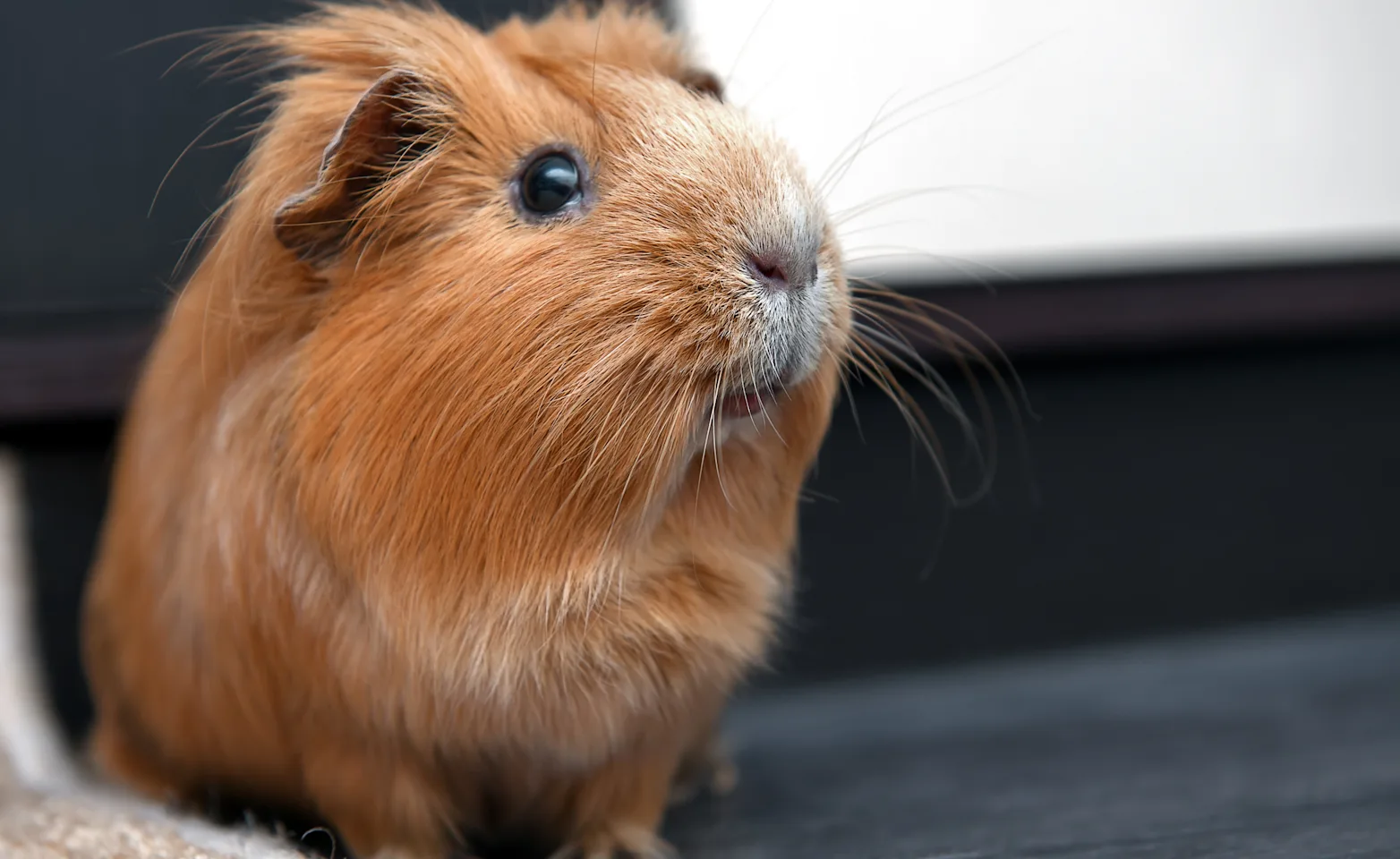 Guinea Pig sitting inside