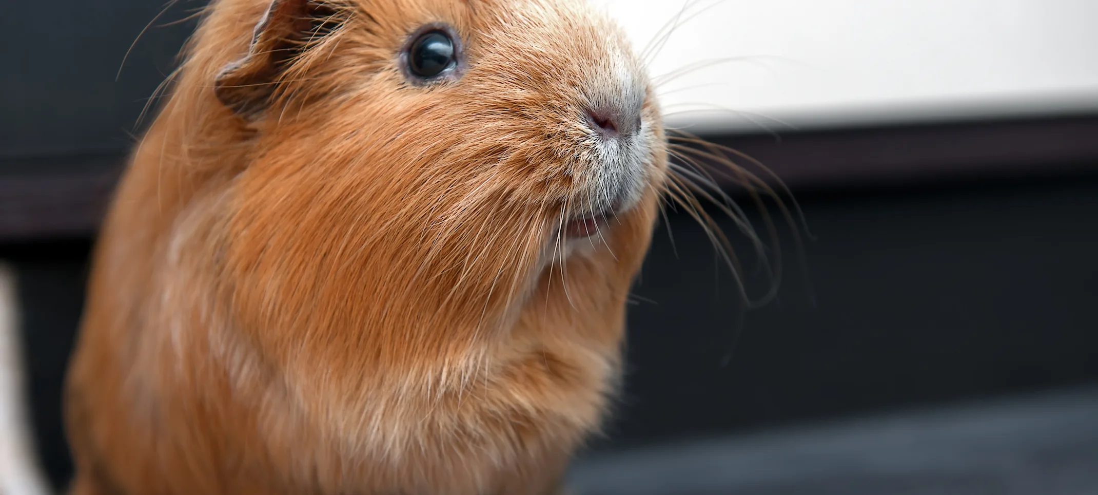 Guinea Pig sitting inside Guinea Pig sitting inside