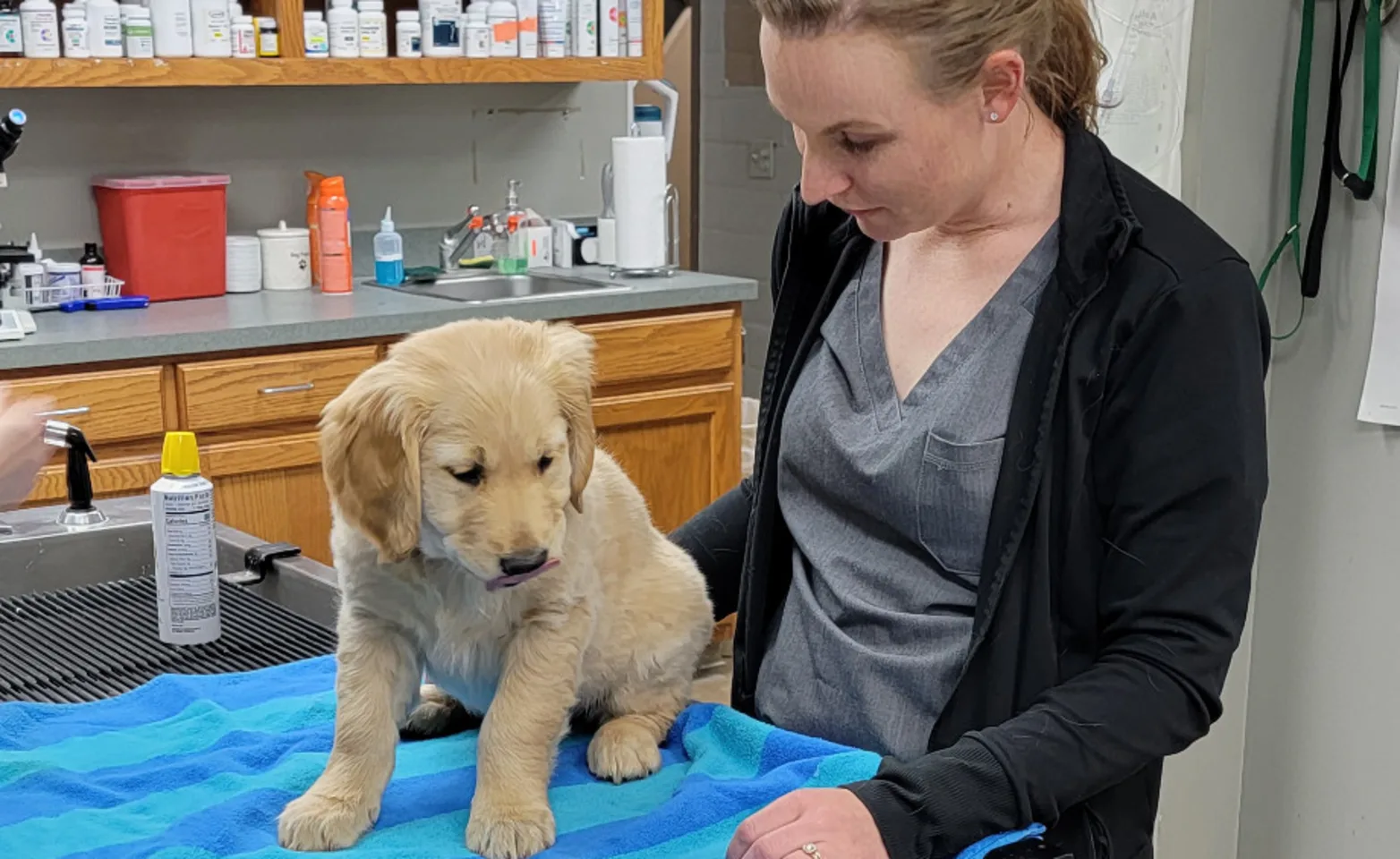 Veterinarian Examining a Dog at Southern Hills Veterinary Hospital Veterinarian Examining a Dog at Southern Hills Veterinary Hospital