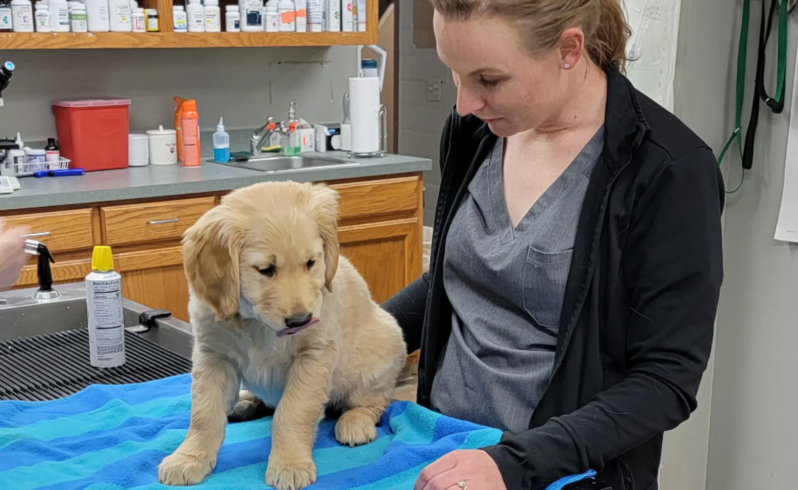 Veterinarian Examining a Dog at Southern Hills Veterinary Hospital