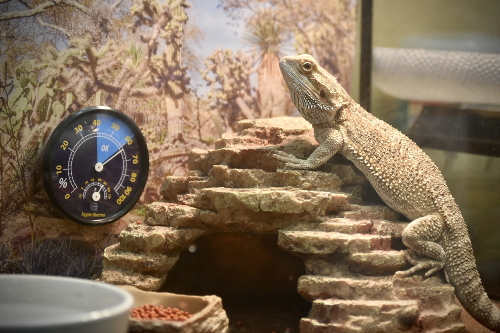 Exotic pet on top of rock within home