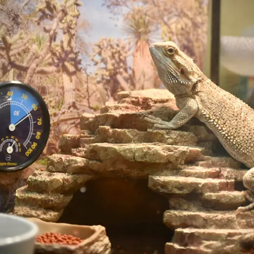 Exotic pet on top of rock within home Exotic pet on top of rock within home