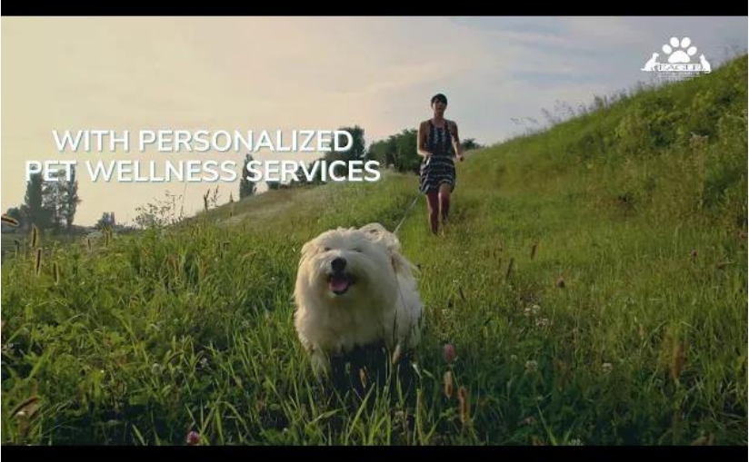 A thumbnail of a video on pet wellness 