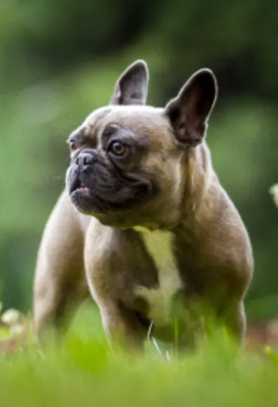 Dog sitting in the grass