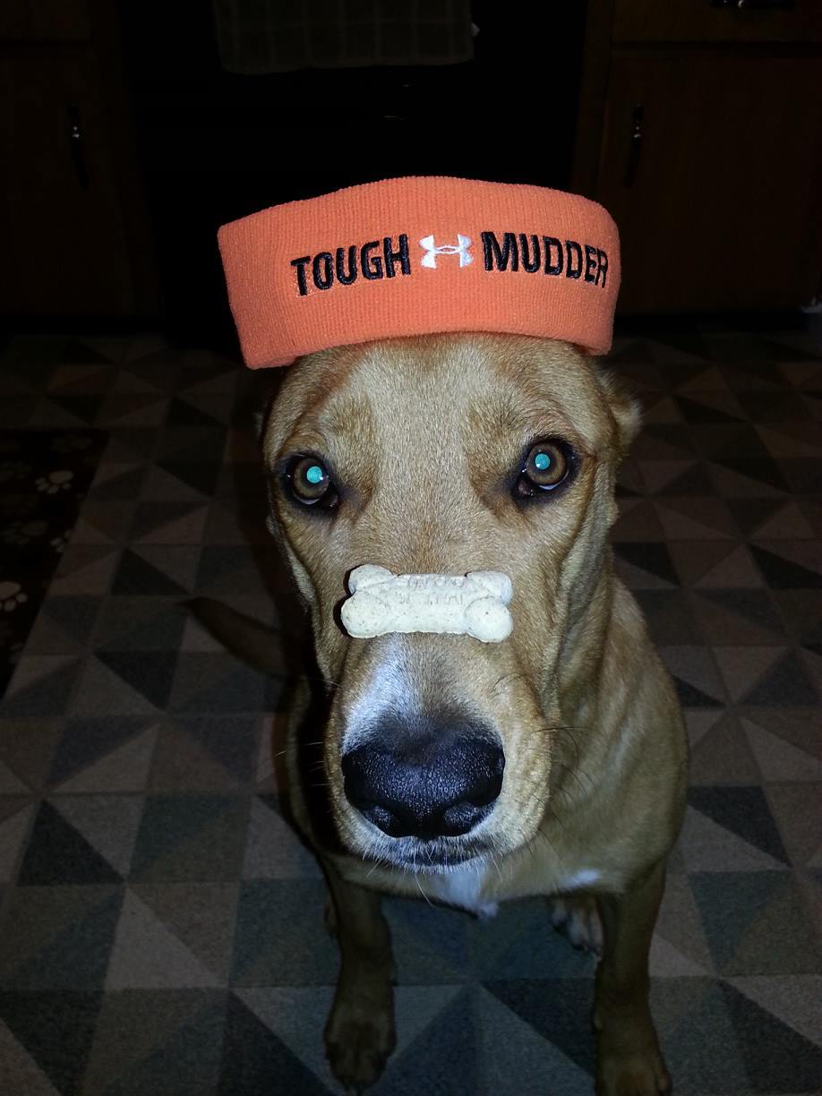 Dog with treat on its nose. Training.