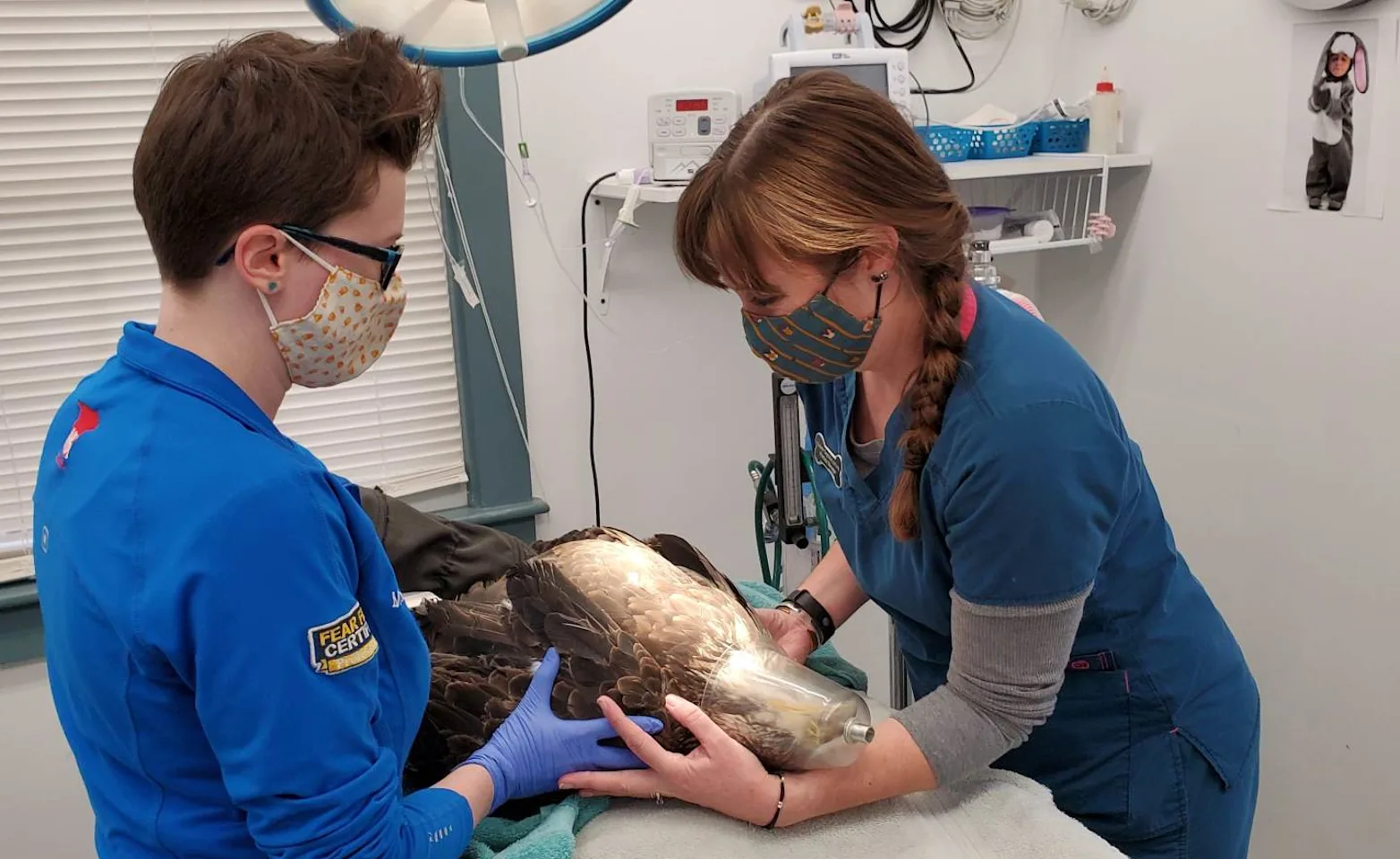 Staff preforming examination on bird Staff preforming examination on bird
