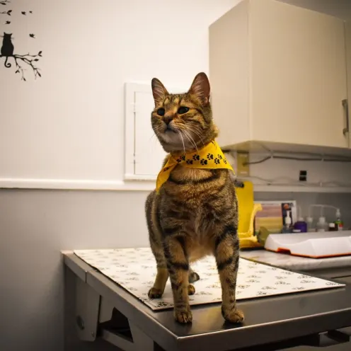 Cat with yellow cape at Johnson-McKee Animal Hospital