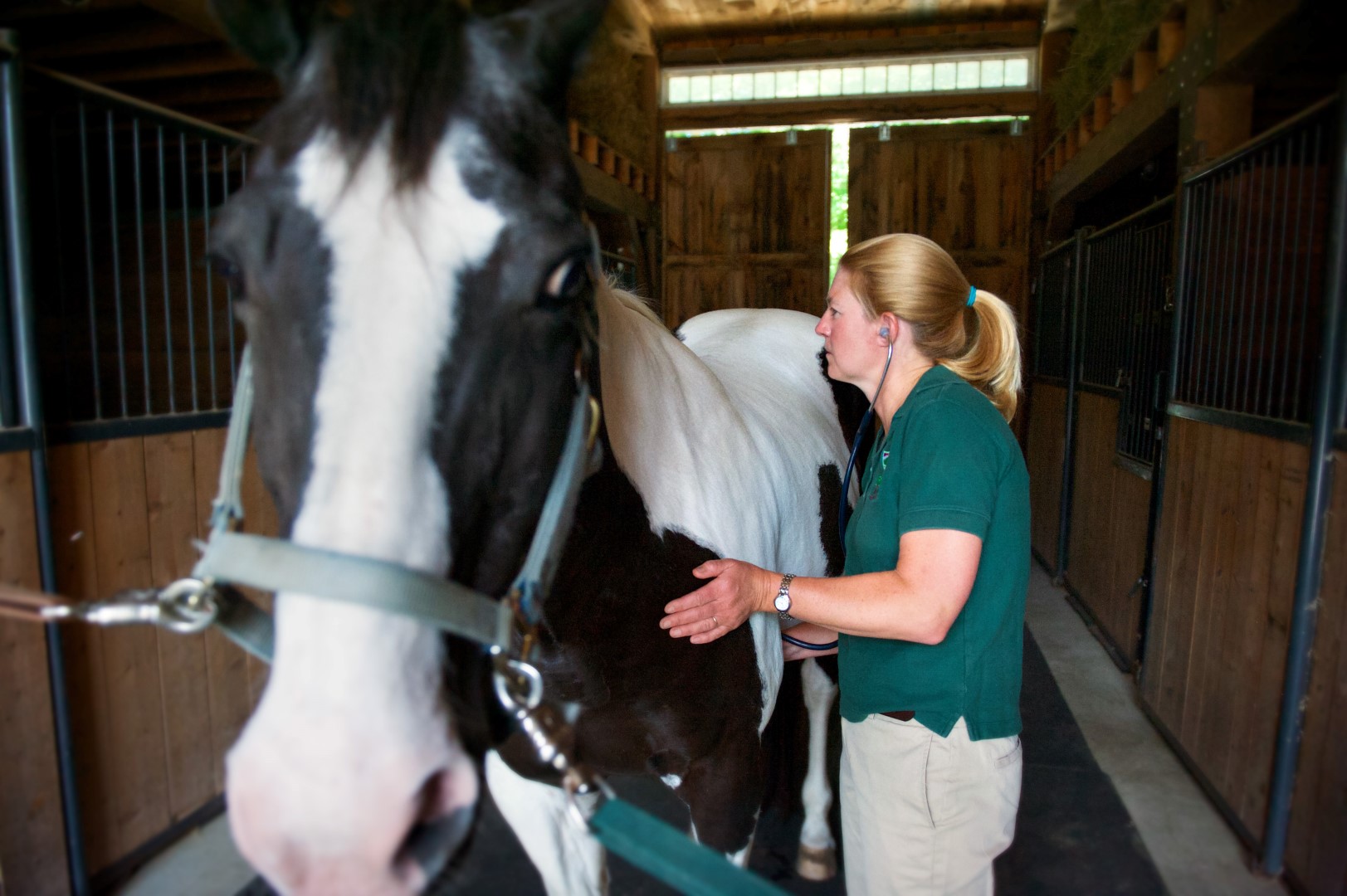 Henniker Veterinary Hospital staff member with horse