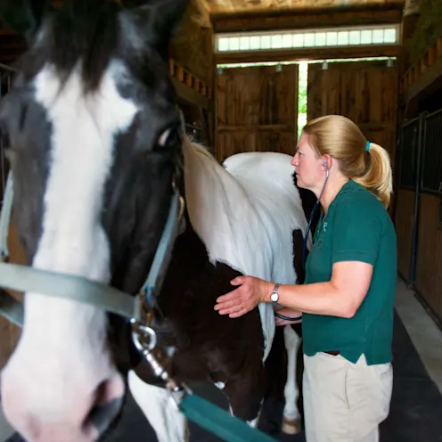 Henniker Veterinary Hospital staff member with horse Henniker Veterinary Hospital staff member with horse