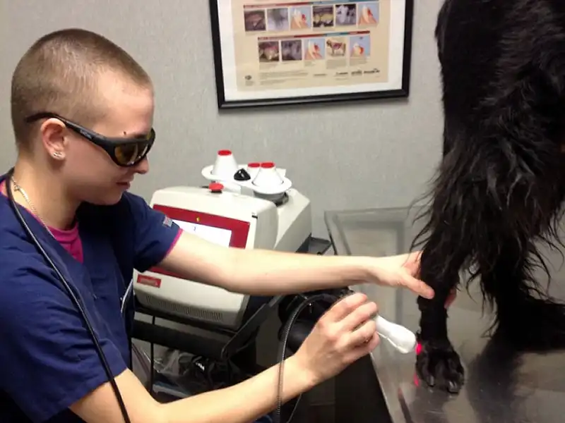 Staff performing laser therapy on a dog