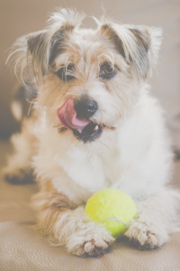 Dog with Tongue and Ball at BreedAbove