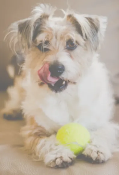 Dog with Tongue and Ball at BreedAbove Dog with Tongue and Ball at BreedAbove