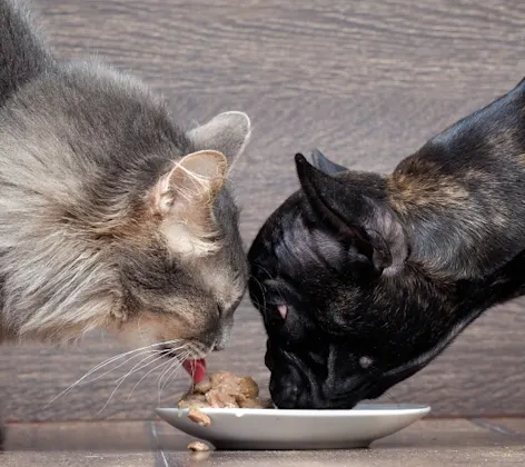 Dog and Cat Eating Out of a Bowl