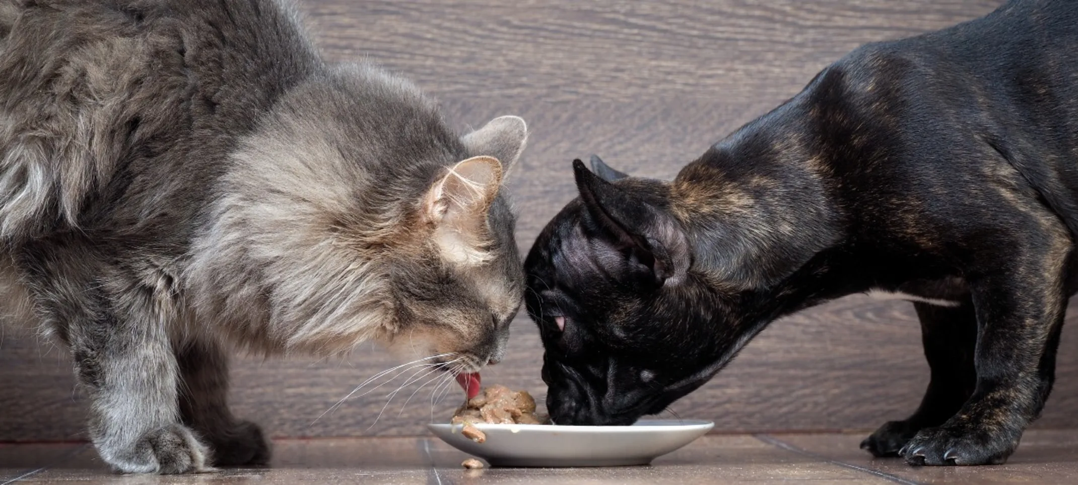 Dog and Cat Eating Out of a Bowl