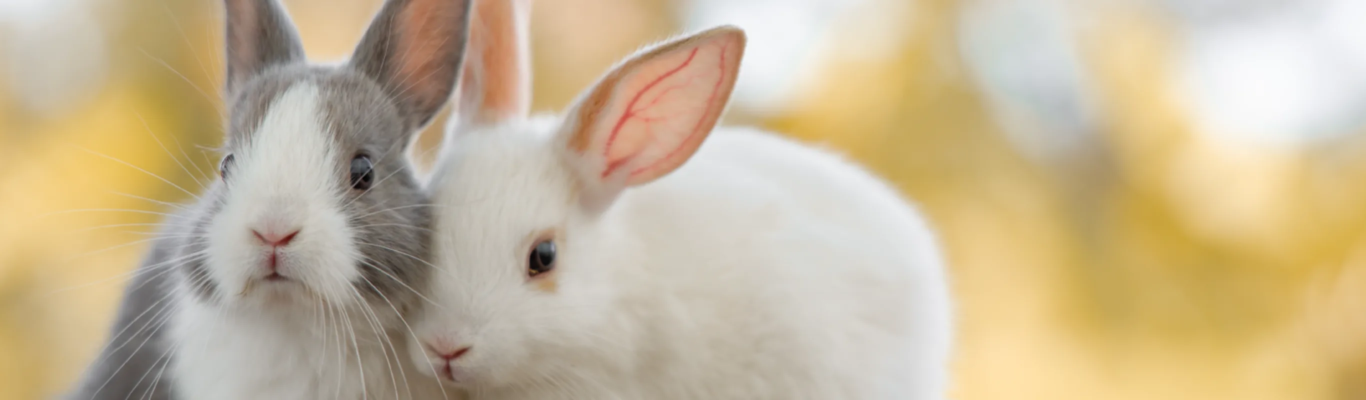 Two bunnies on wood cuddled up