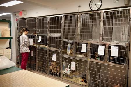  Northgate Pet Clinic & Veterinary Dentistry Kennel 