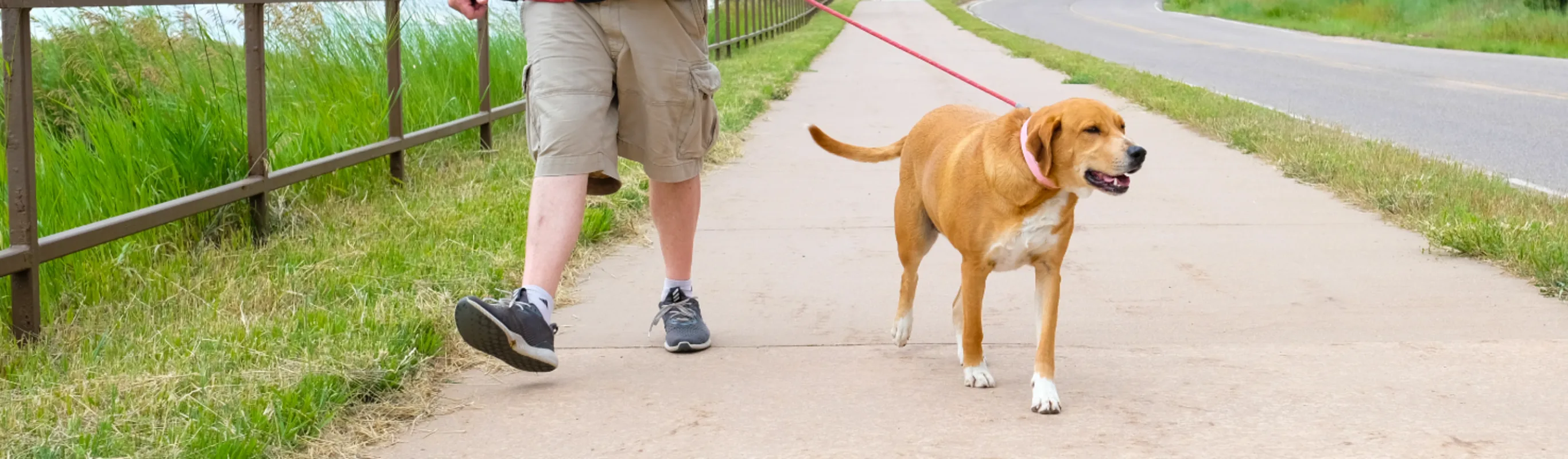 Dog on a walk Dog on a walk