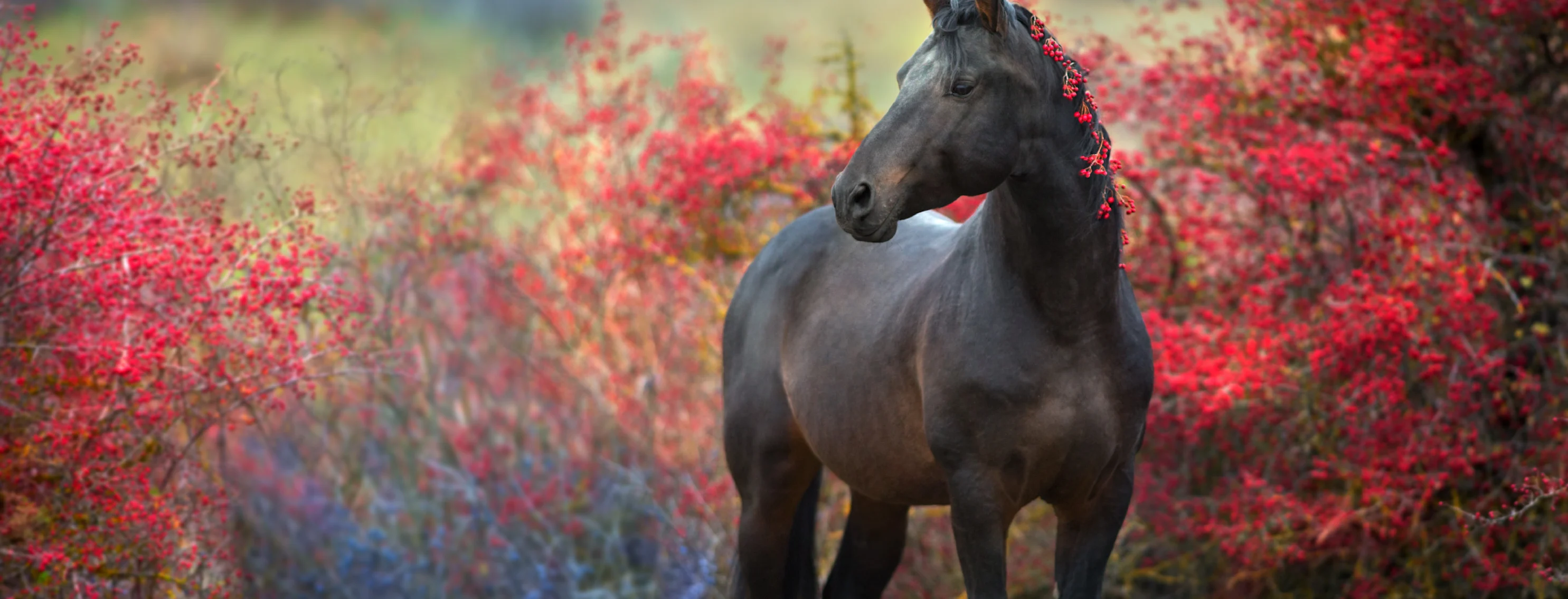 Horse in front of tree with red leaves Horse in front of tree with red leaves