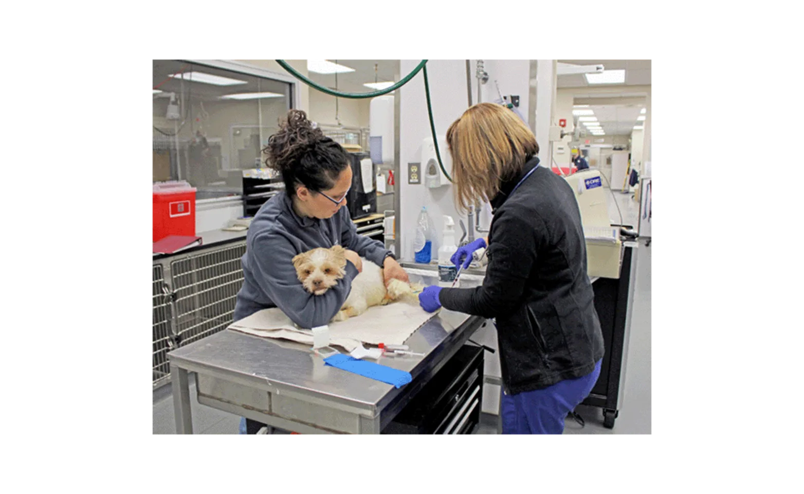 Two veterinary staff caring for a small dog at MVRH