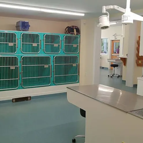 Exam table with kennels. Exam table with kennels.